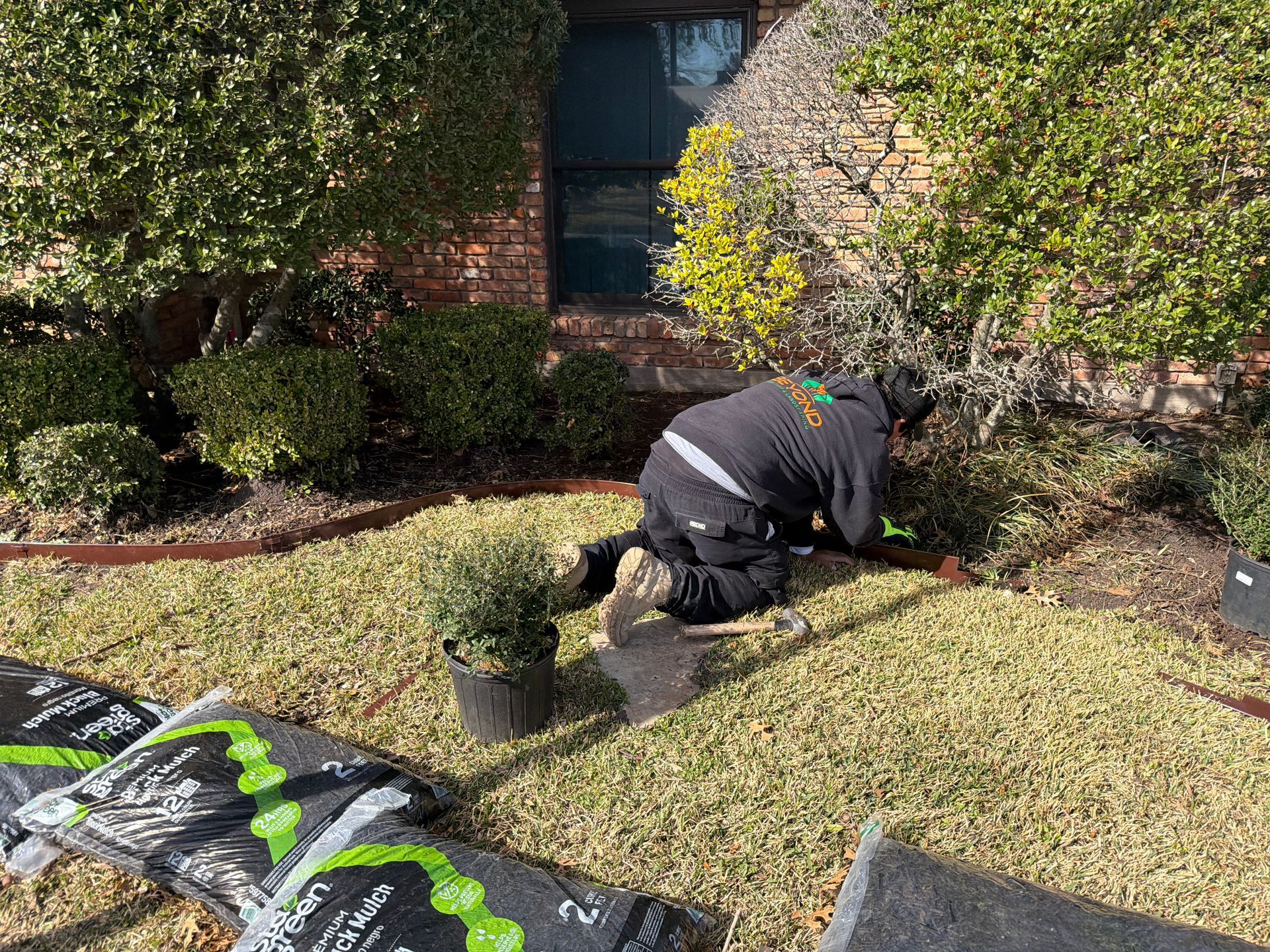 A person in a black hooded sweatshirt kneeling in a front yard, planting a small green shrub in a garden bed.