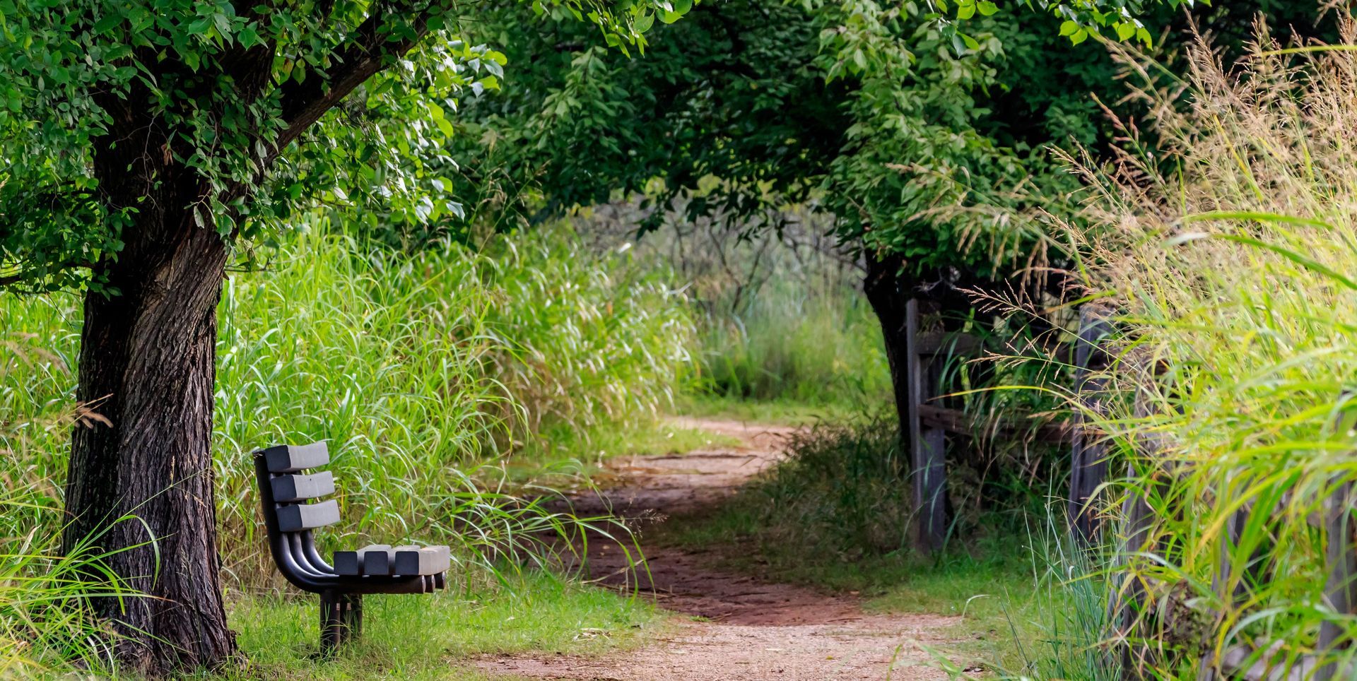 Park path with a bench under a tree, surrounded by tall green grass and shrubs