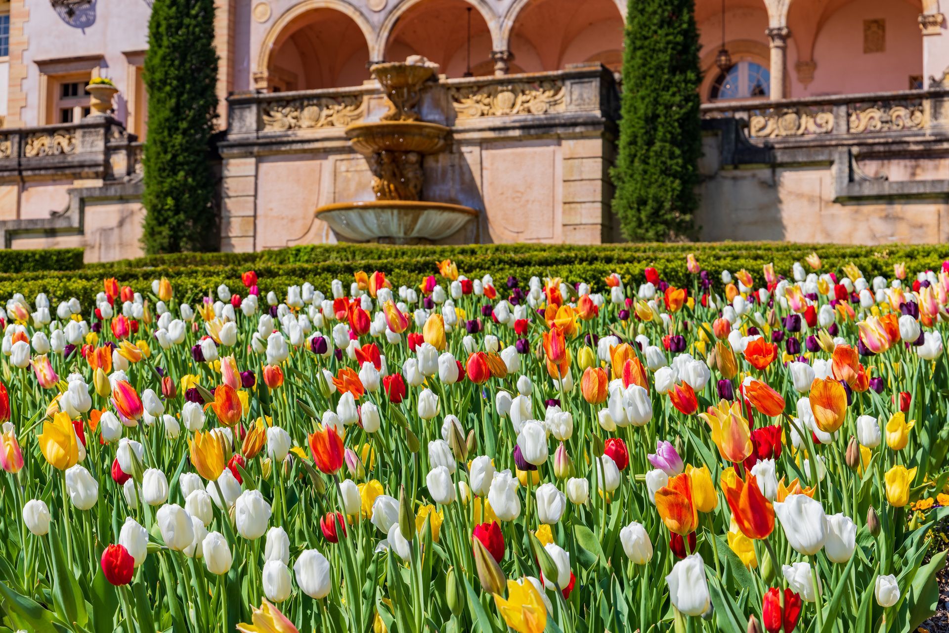 Colorful tulips in front of a tiered fountain and arched building facade