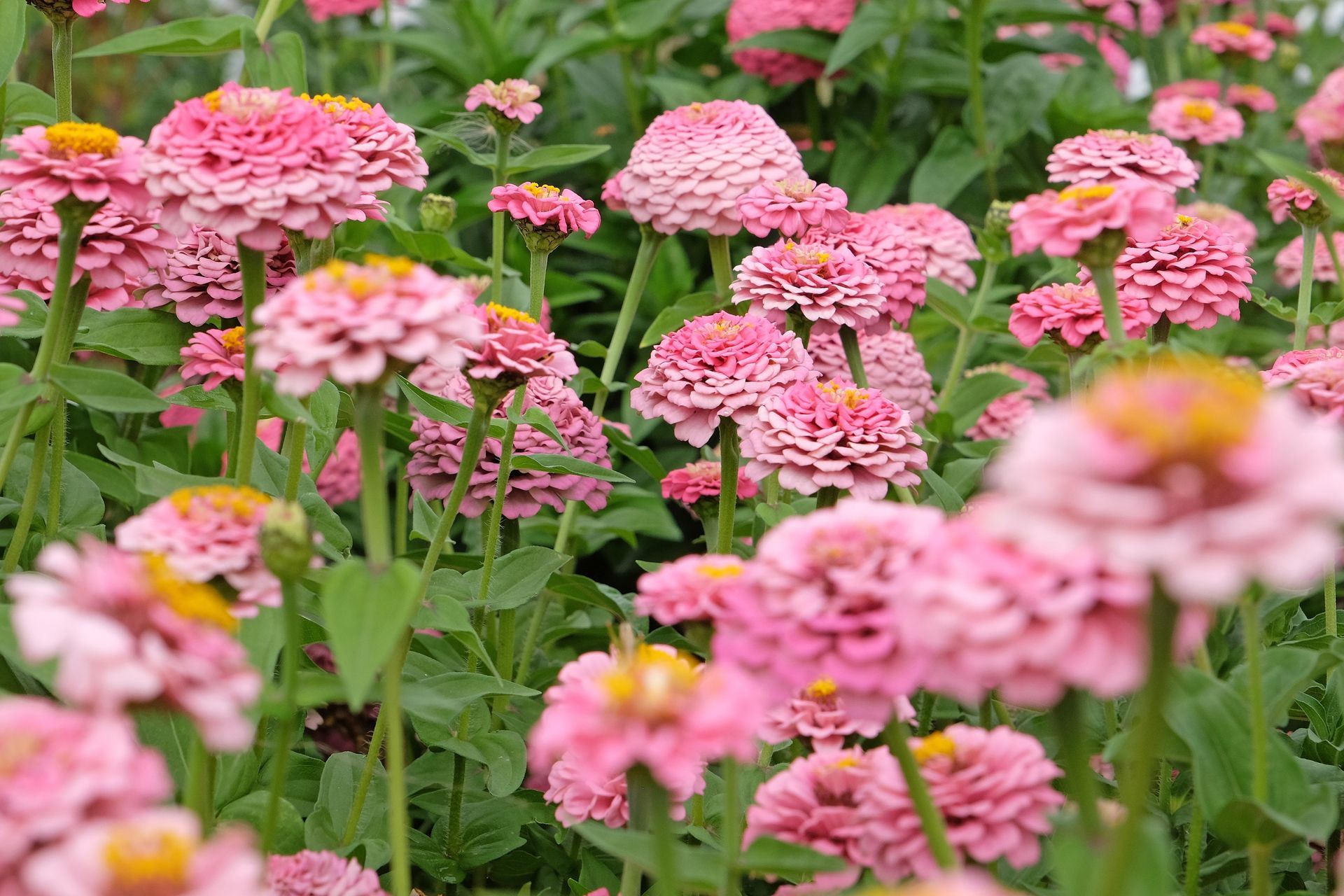 Pink flowers blooming in a lush garden with green stems and leaves