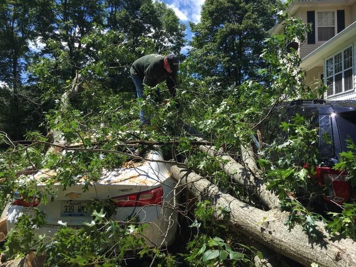 Tree Falls on a Car