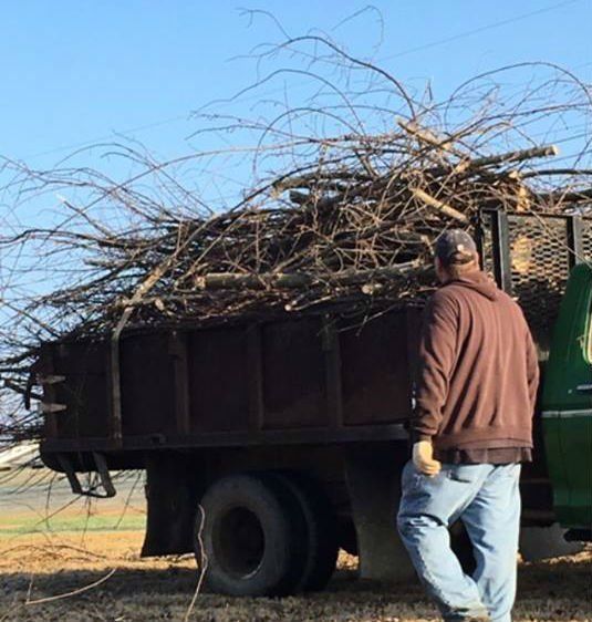 Dump Truck With Tree Branches
