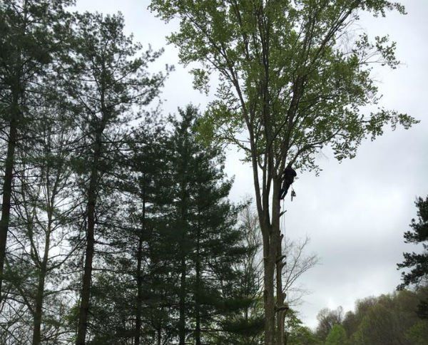 Worker on a Giant Tree