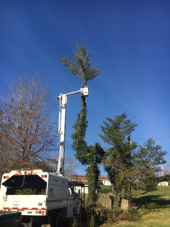 Worker on a Bucket Truck Trimming Tree Branches