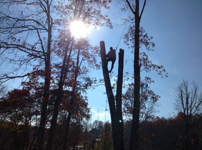 Tree Trimming