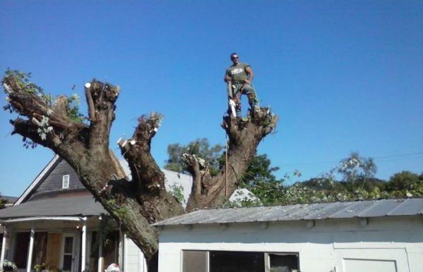 Worker Cutting a Tree