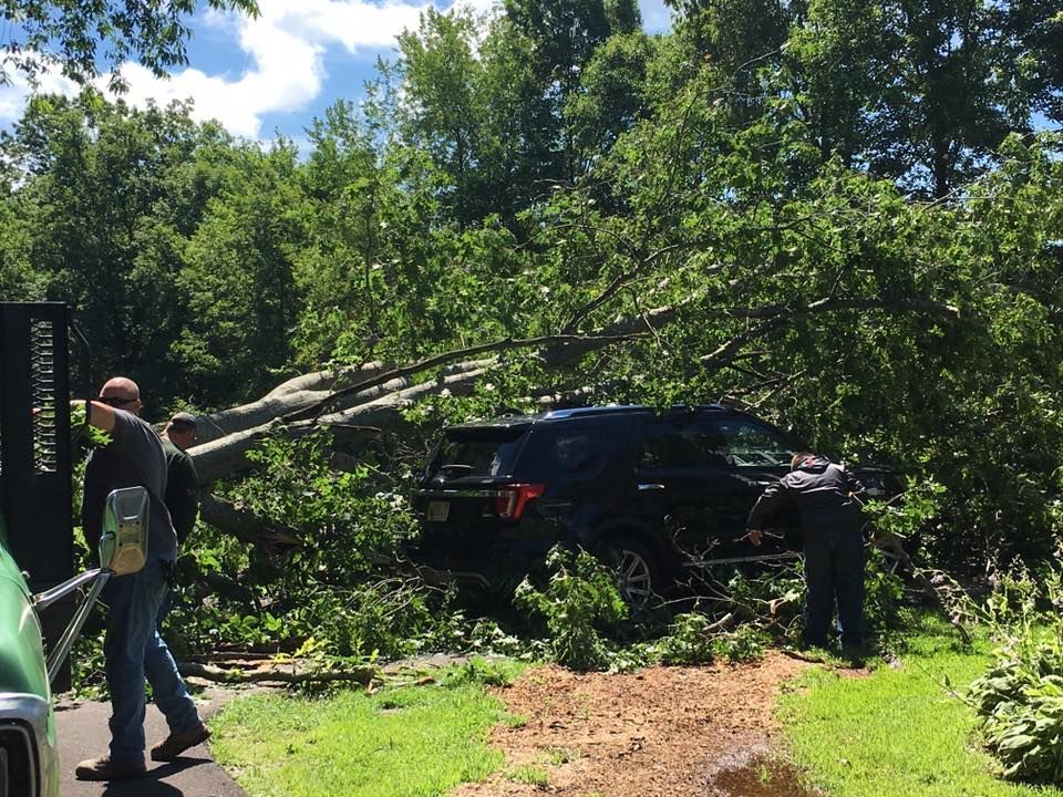 Car Filled With Trees Fallen