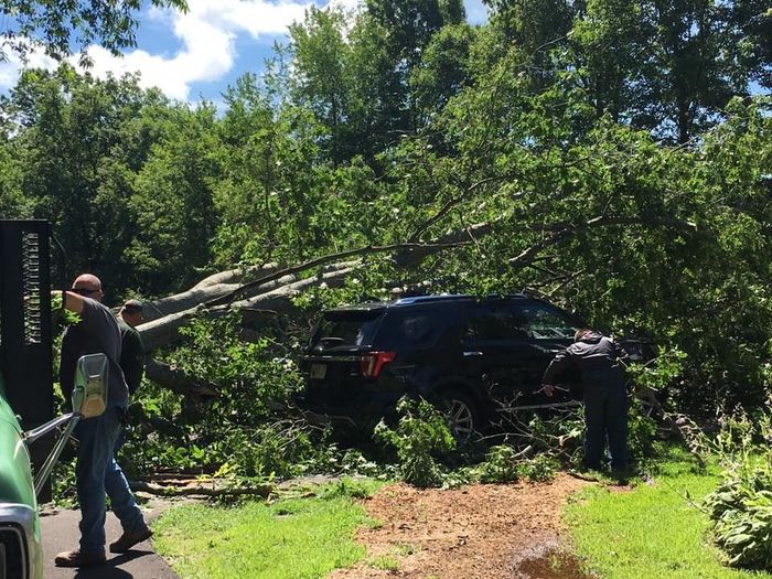 Car Filled With Trees Fallen