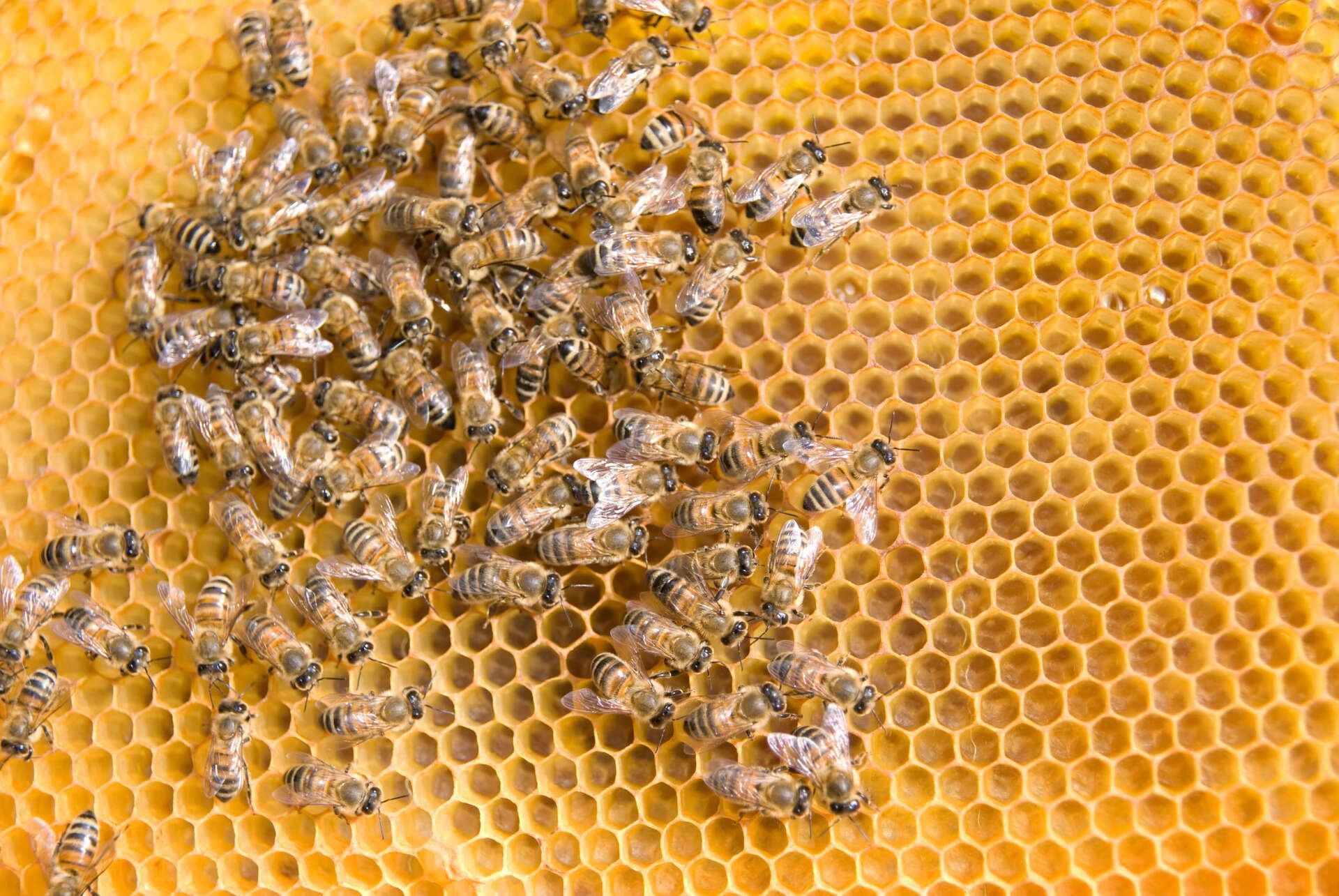 Apicoltura