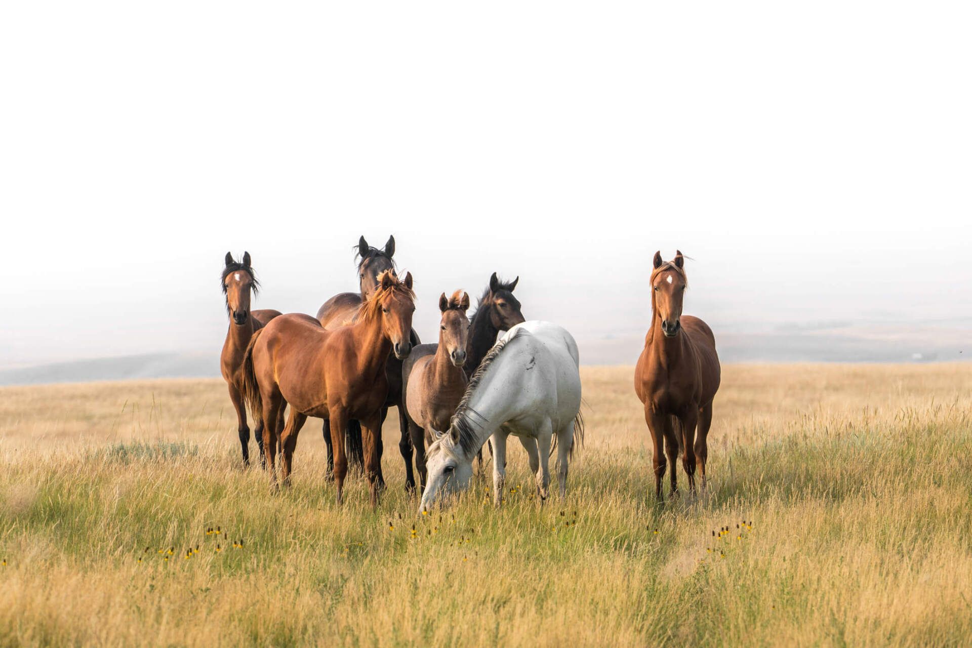 Equitazione