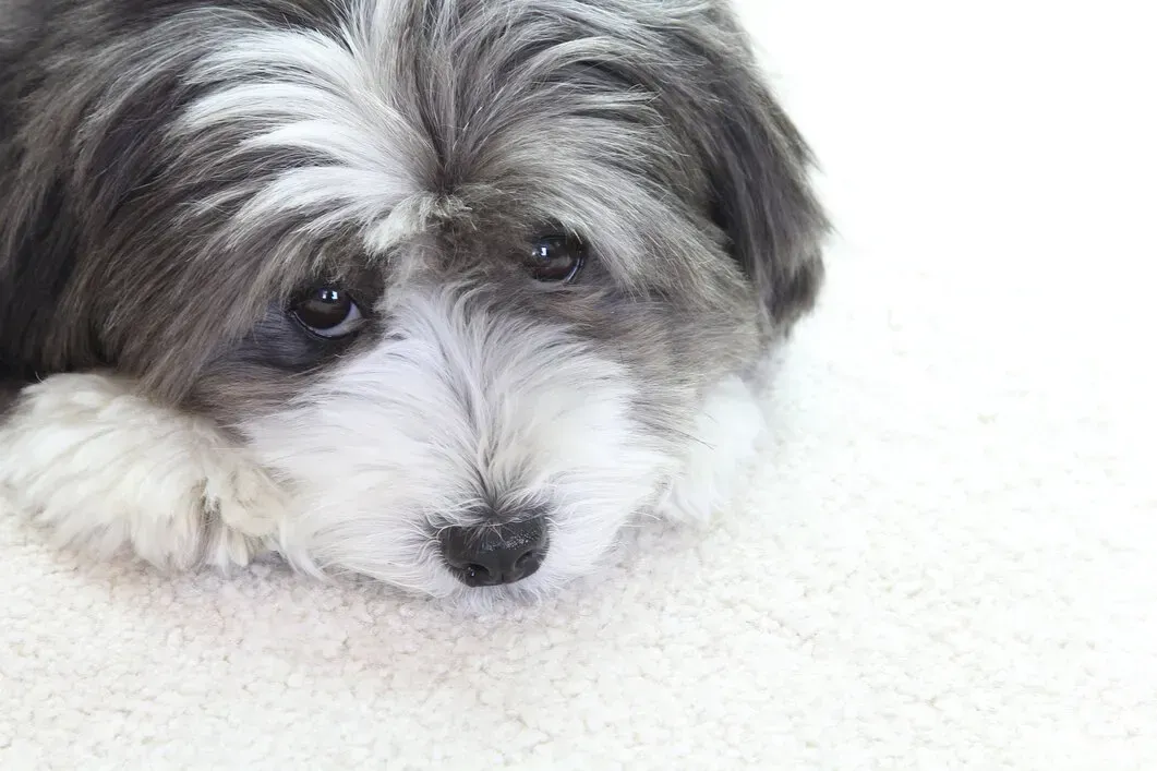 pet odor removal ansley acres