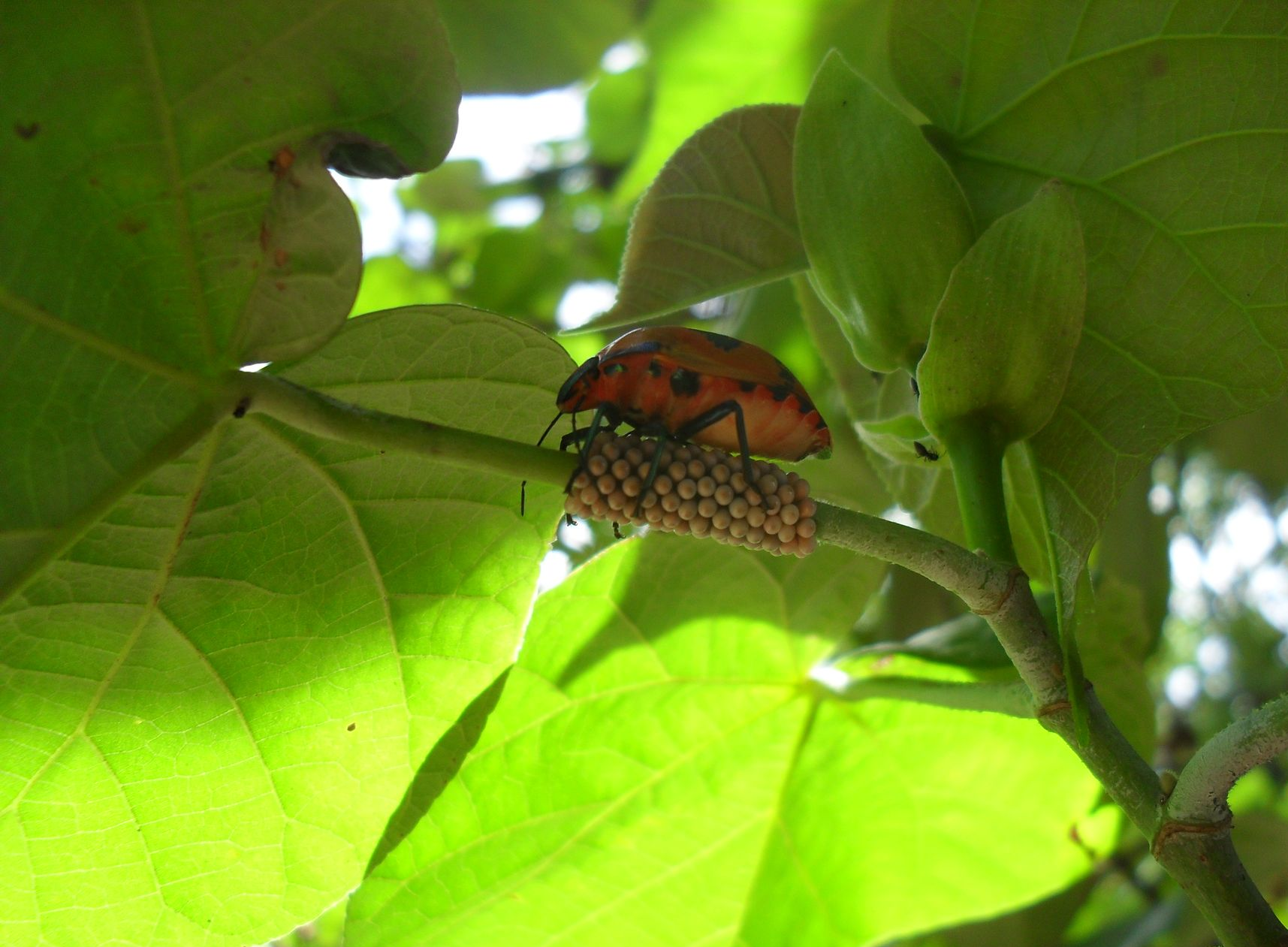 Orange insects mating on a stem with a cluster of round beads, surrounded by green leaves.