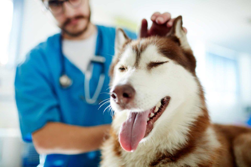 Veterinaria