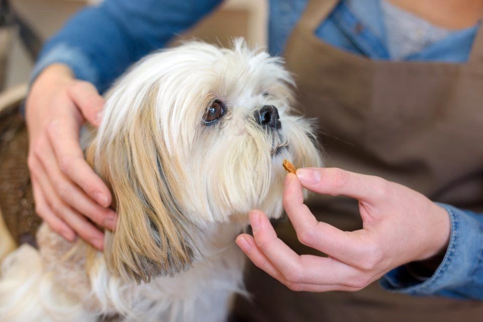 vendita medicinali veterinari