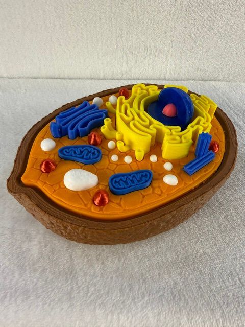 Animal Cell Model