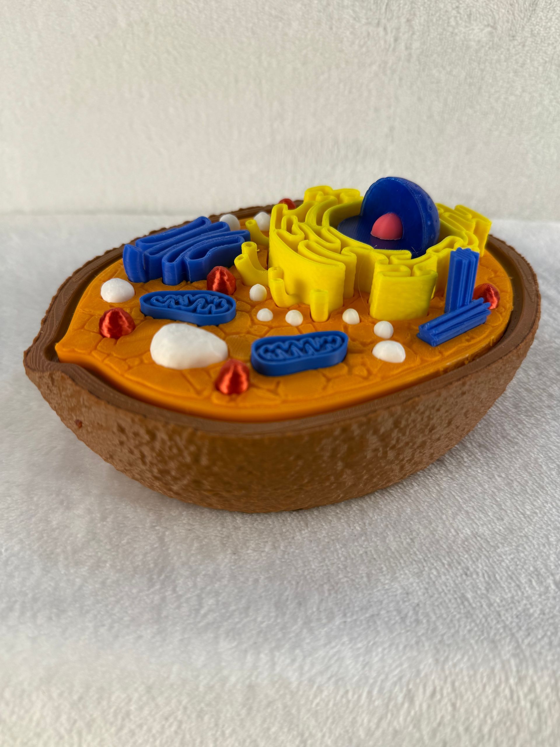 Animal Cell Model