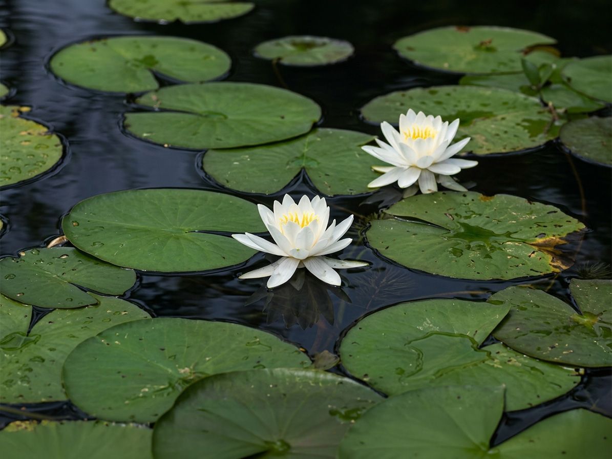 Un gros plan d’un plan d’eau avec de l’herbe qui en sort.