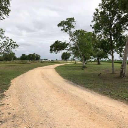 Dirt road curves through a grassy field with scattered trees under a cloudy sky.