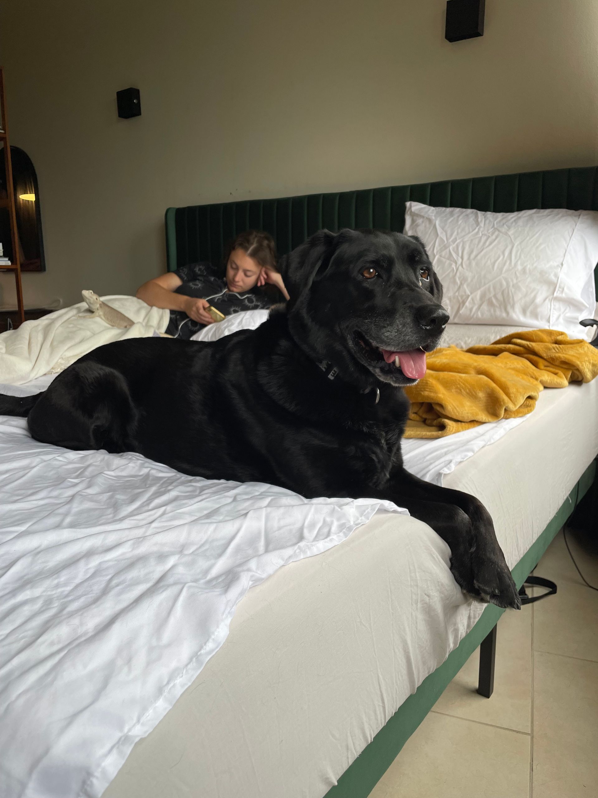 Black dog resting on a bed with a person in the background. White sheets, green headboard.