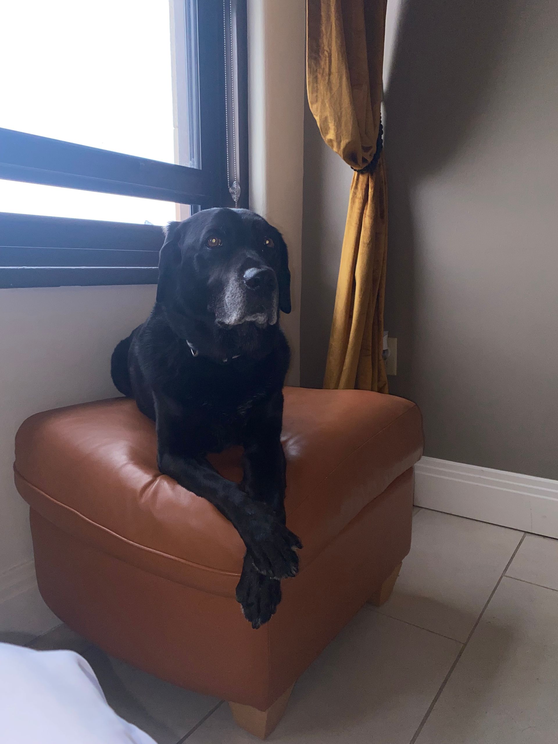 Black dog resting on a brown ottoman near a window and gold curtain.