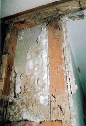 Exposed interior wooden wall studs showing extensive termite damage and mud tunnels behind removed drywall.