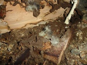 Termite damage featuring mud tubes and frass on wooden structural beams.