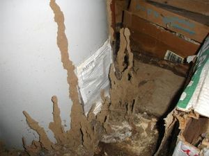 Termite mud tubes extending up the side of a white residential water heater in a dimly lit, cluttered area.