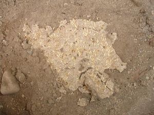 A patch of dry, light-colored soil or clay containing many small, pale, seed-like grains or insect larvae scattered on it.