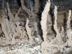 Numerous slender, vertical mud termite tubes rising from a dirt surface in a dark, confined space.