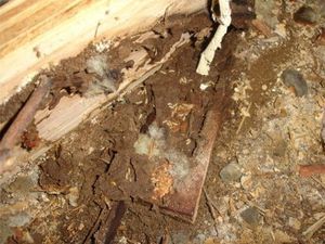 A close-up view of termite damage showing mud tubes and wood debris against a wooden board on a dirt surface.