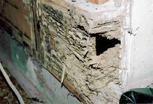 Structural damage to a wooden beam or wall frame showing deep, hollowed-out channels consistent with termite infestation.