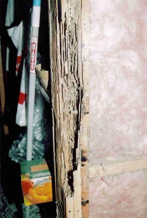 A wooden wall stud showing extensive structural damage and hollowing typical of a severe termite infestation.