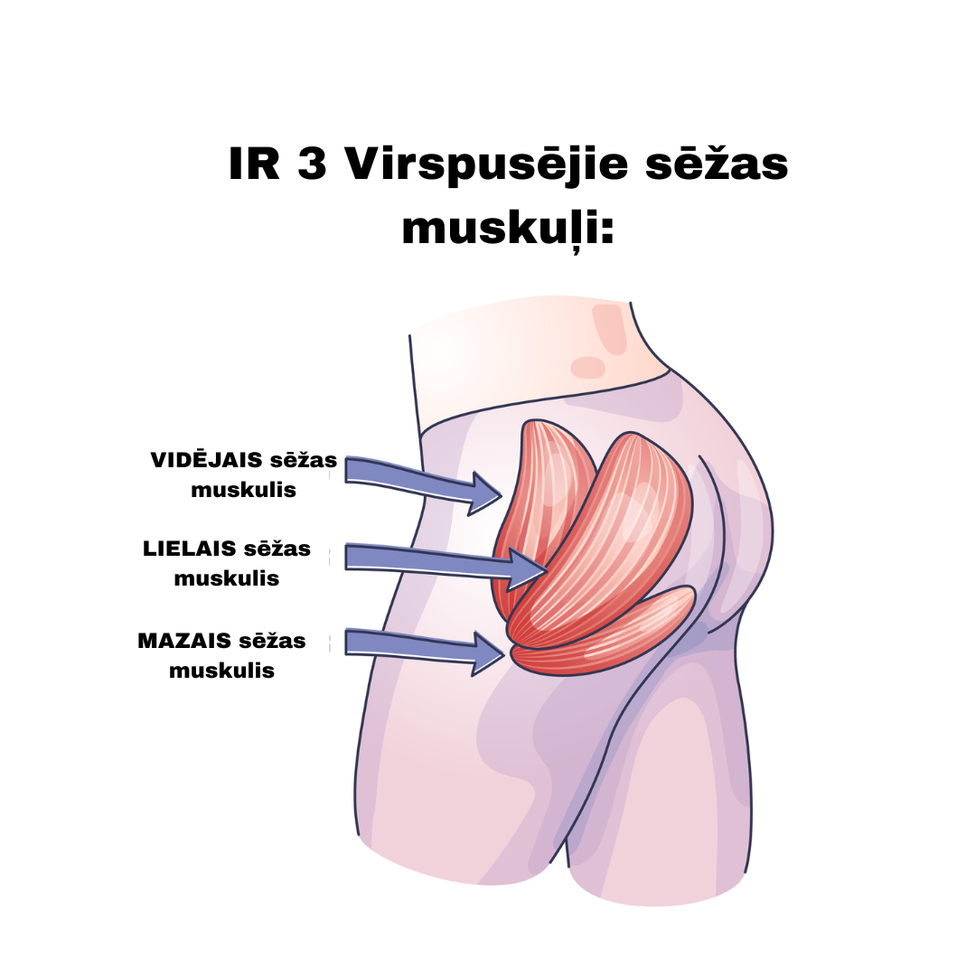 Sēžas muskuļi