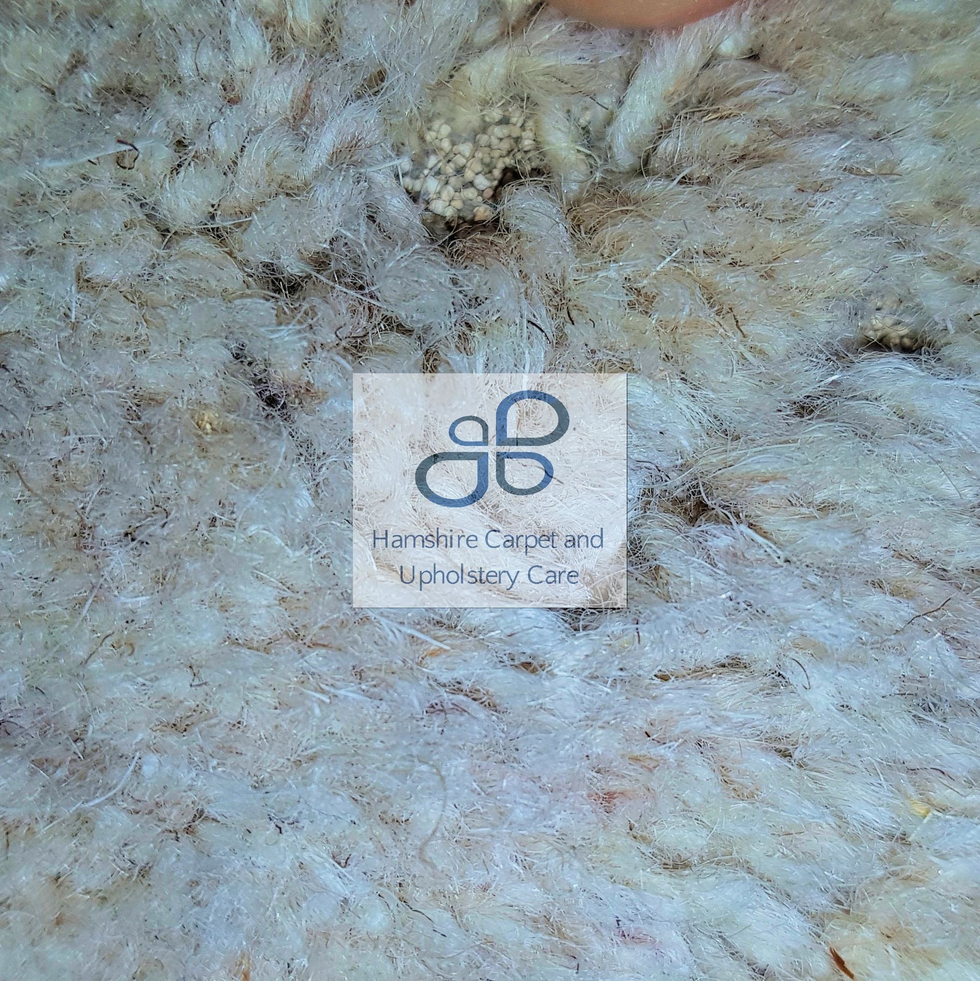 carpet moth treatment Portsmouth