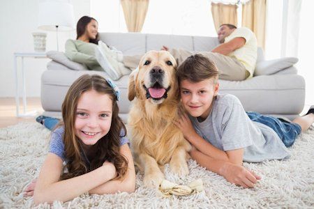Hampshire Carpet Care