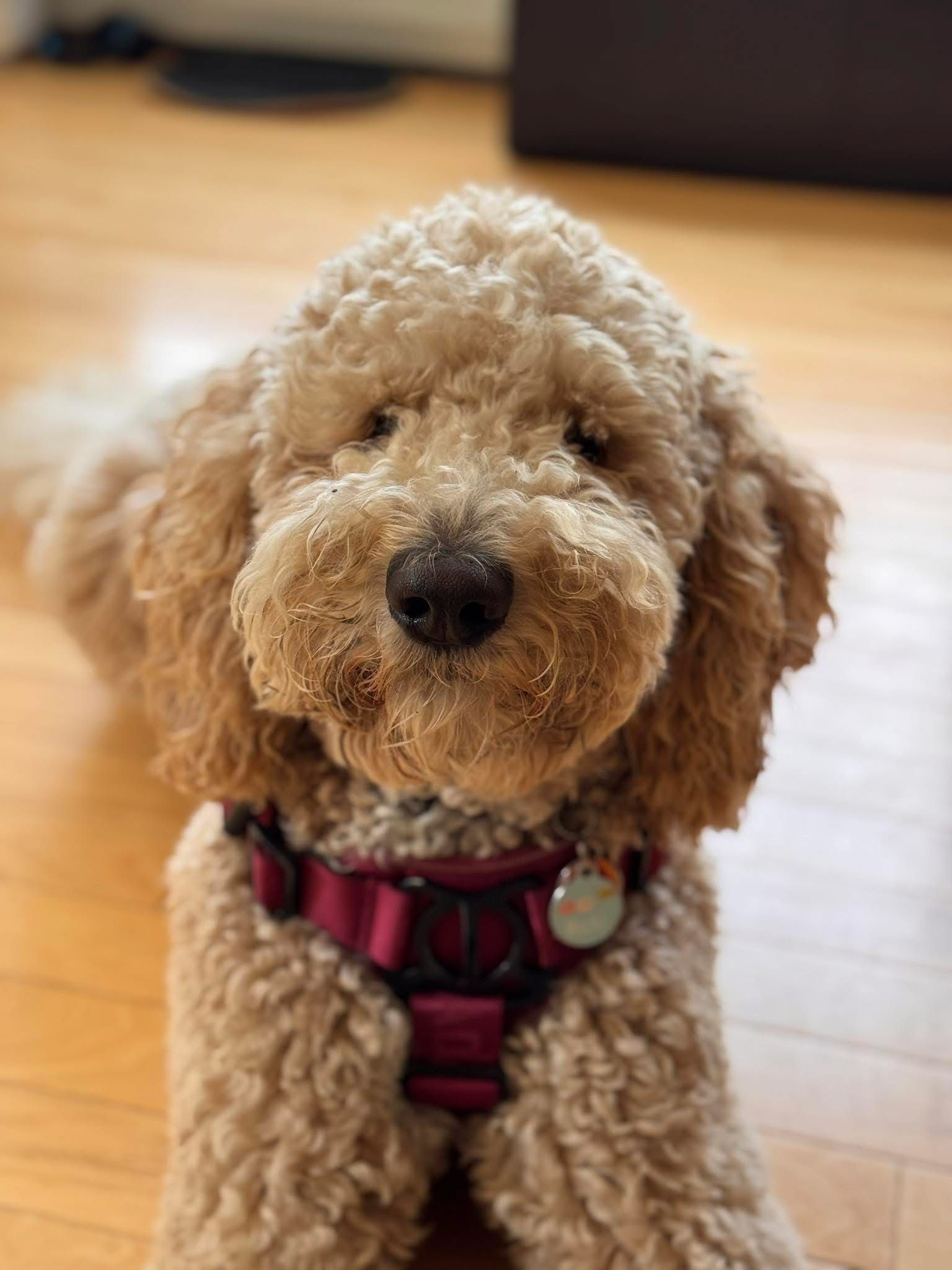 Curly tan dog wearing a pink harness, sitting on a wooden floor indoors.