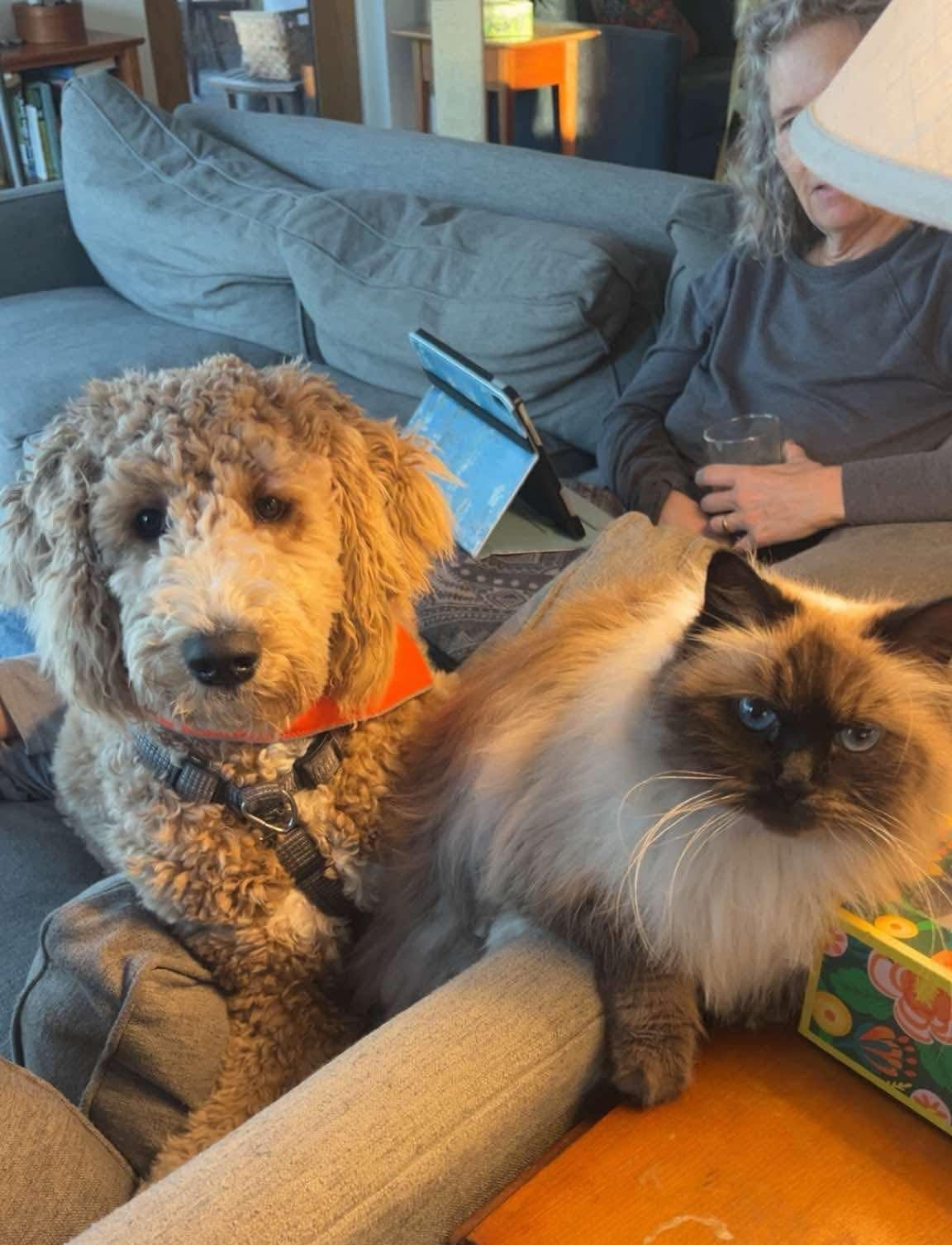 One dog on a couch, curly tan and one fluffy Siamese cat, beside a seated person indoors.