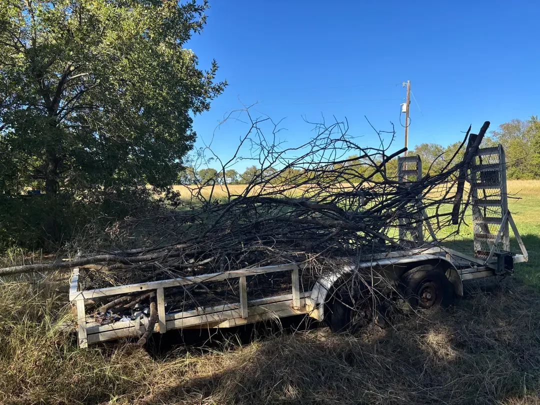 A utility trailer filled with cut tree branches sits in a field under a clear blue sky.