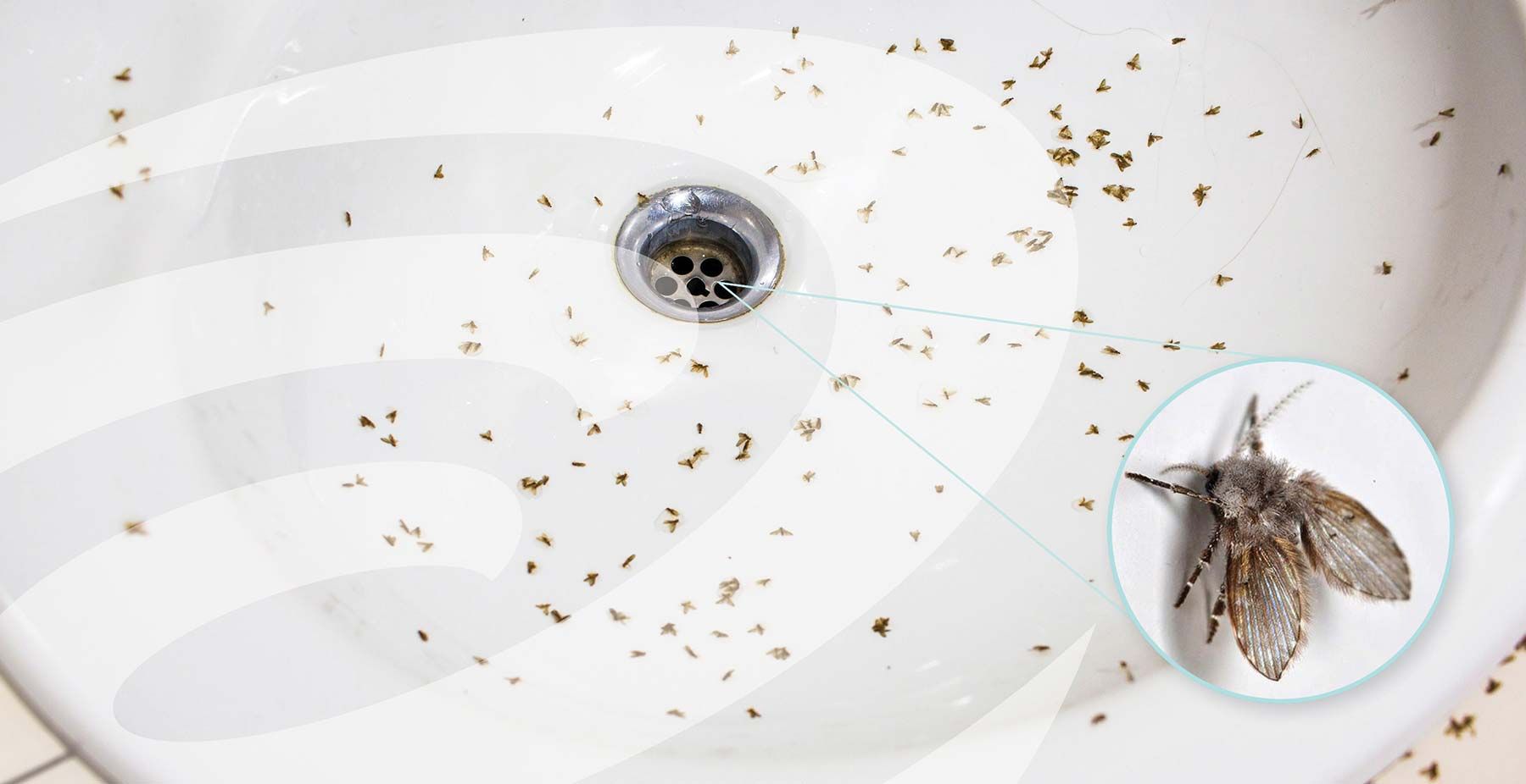 Fly Remover Drain Fly Removal - Eliminate Them at the Source