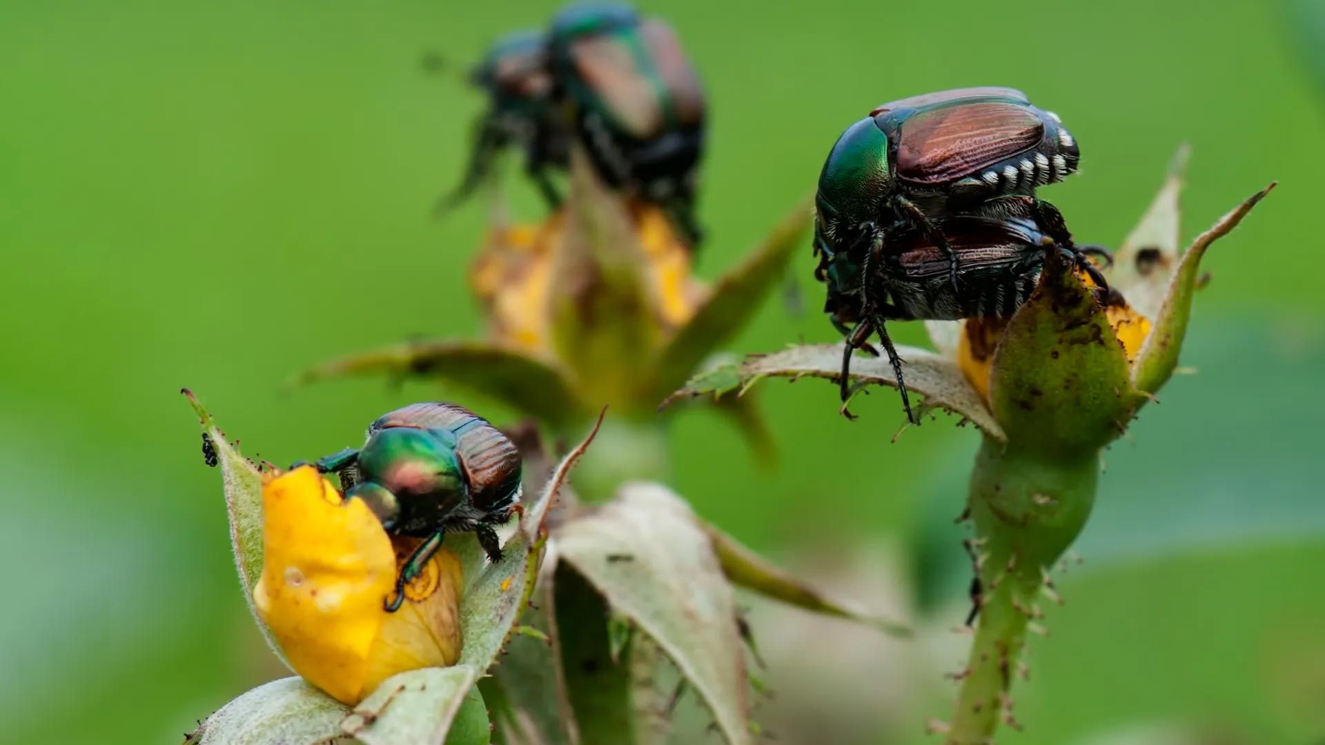 Japanese Beetle