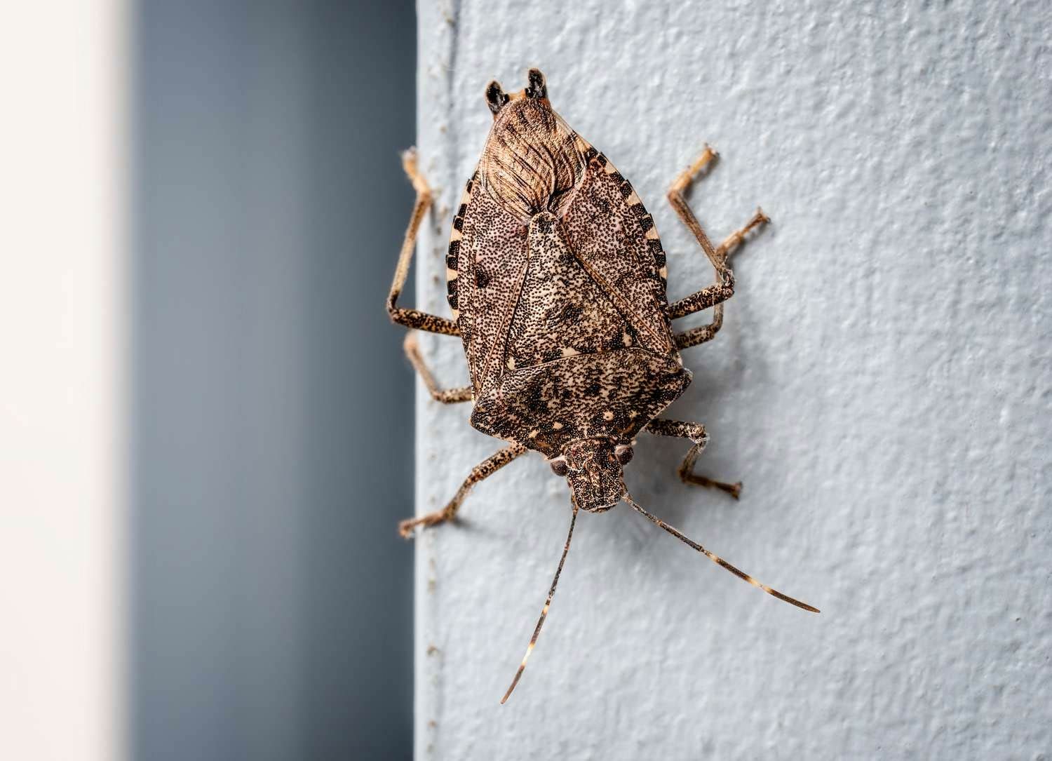 Stink Bugs