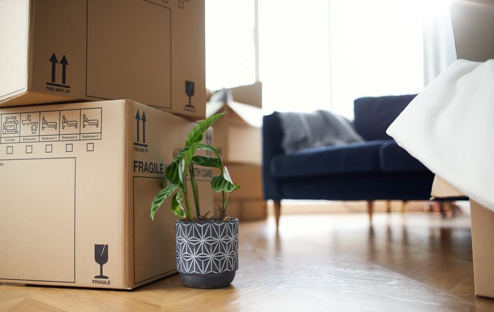 A Potted Plant Is Sitting on Top of A Stack of Cardboard Boxes — Complete Clean Home Cleaning in Shellharbour, NSW