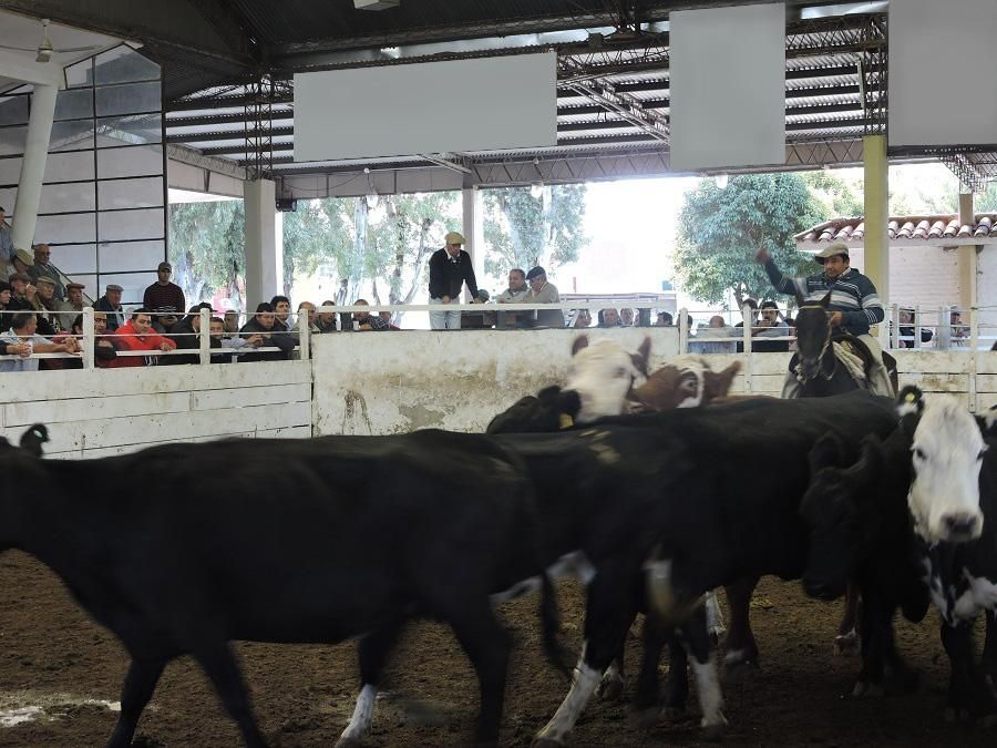 Un hombre montado a caballo está rodeado de vacas.