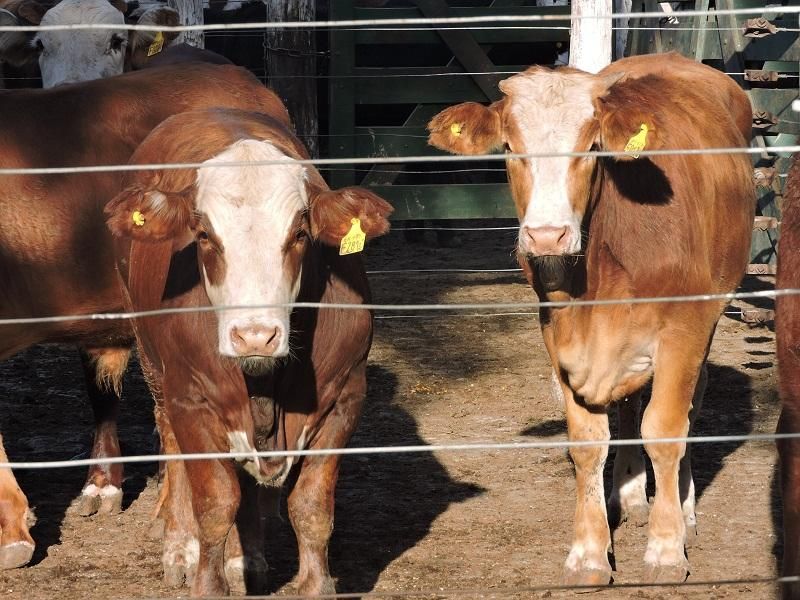 Dos vacas marrones paradas una al lado de la otra detrás de una valla