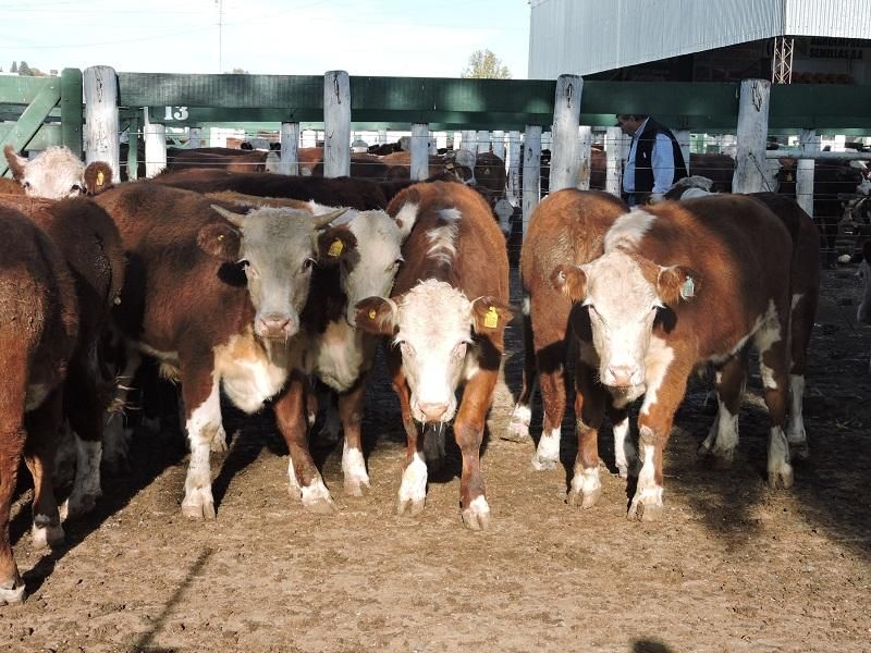 Una manada de vacas marrones y blancas paradas una al lado de la otra en un corral.