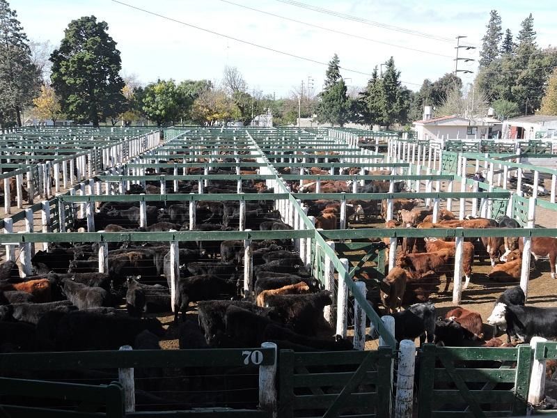 Una manada de ganado en un corral con el número 70 en la cerca