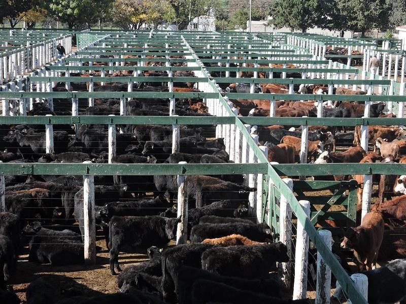 Una manada de ganado en un corral con una cerca verde.