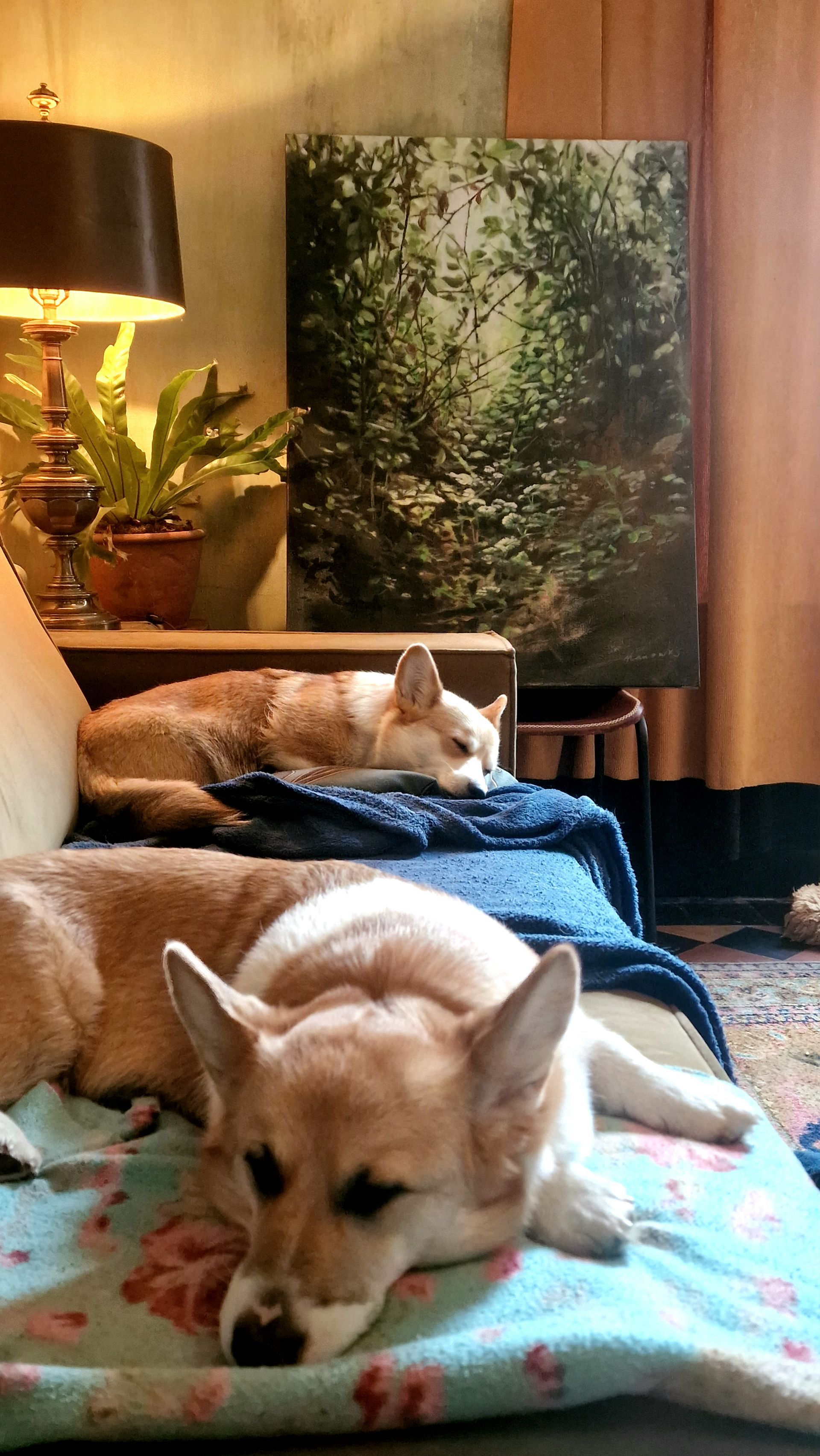 Twee corgi's liggen te rusten op dekens in een gezellige woonkamer, de ene vooraan en de andere op de bank.