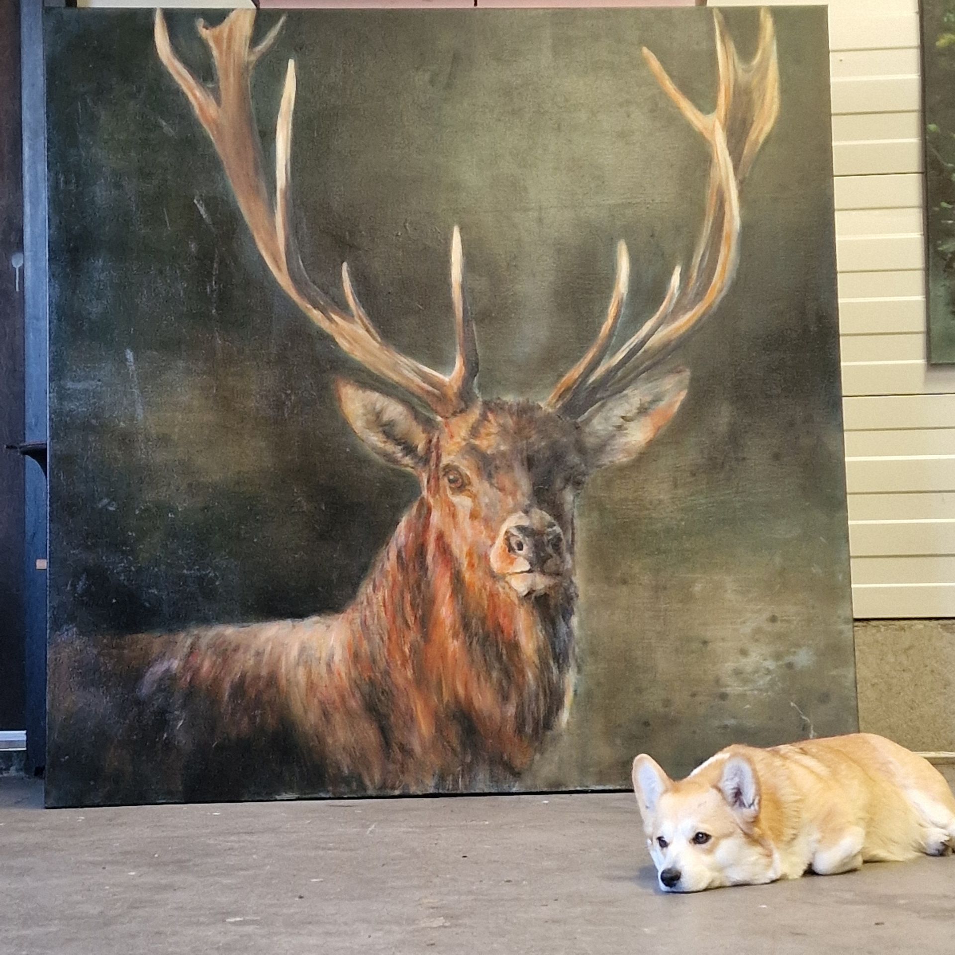 Een corgi ligt naast een grote muurschildering van een hert met gewei.