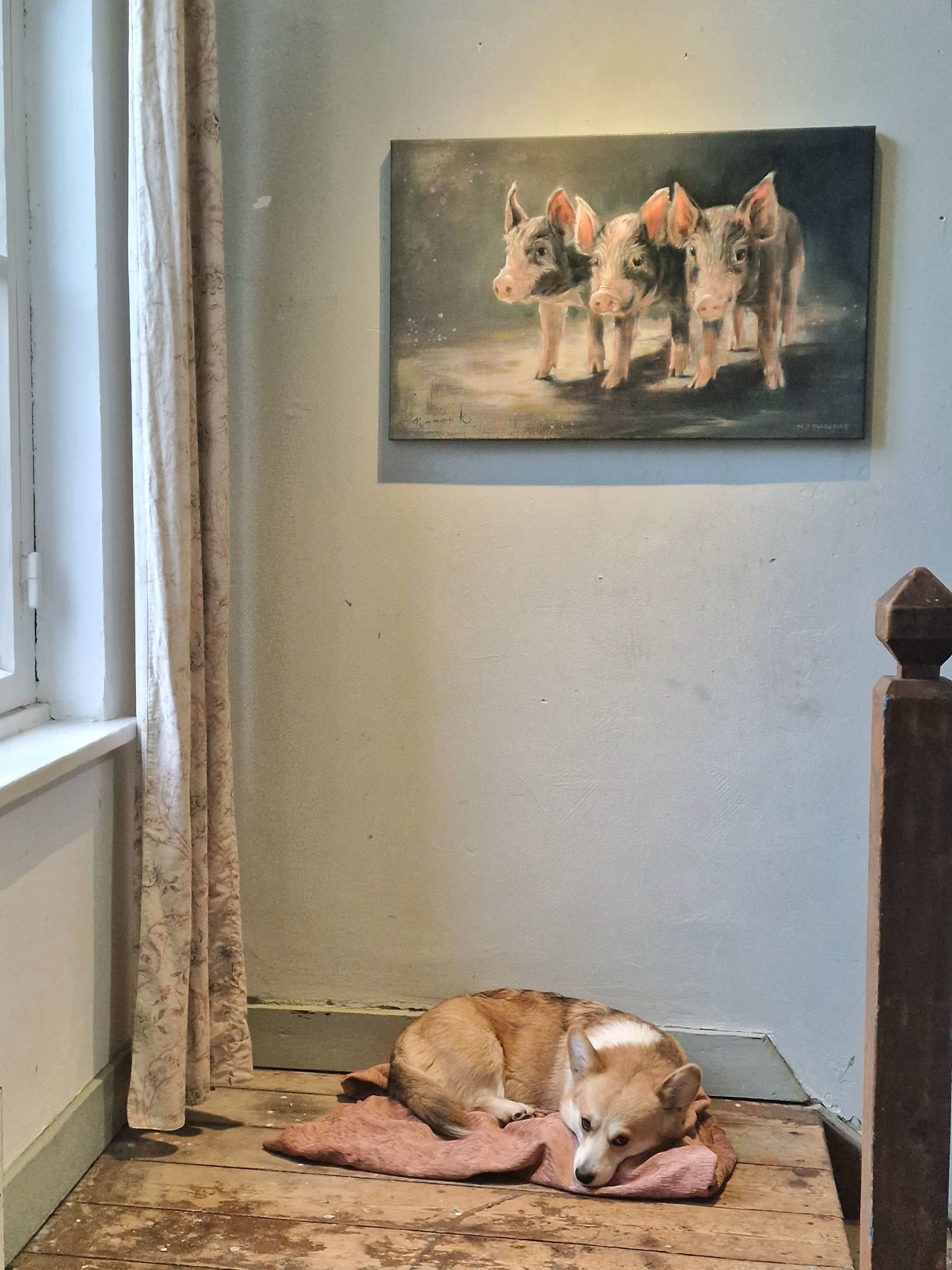 Een hond ligt op de grond voor een schilderij van varkens